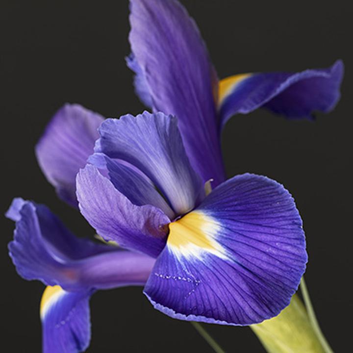 Fioletowe kwiaty ogrodowe: Odkryj najpiękniejsze gatunki i ich tajniki pielęgnacji