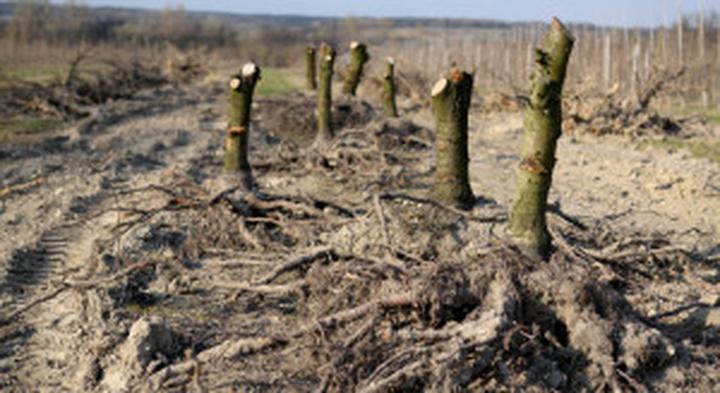 Czynniki wpływające na koszt karczowania