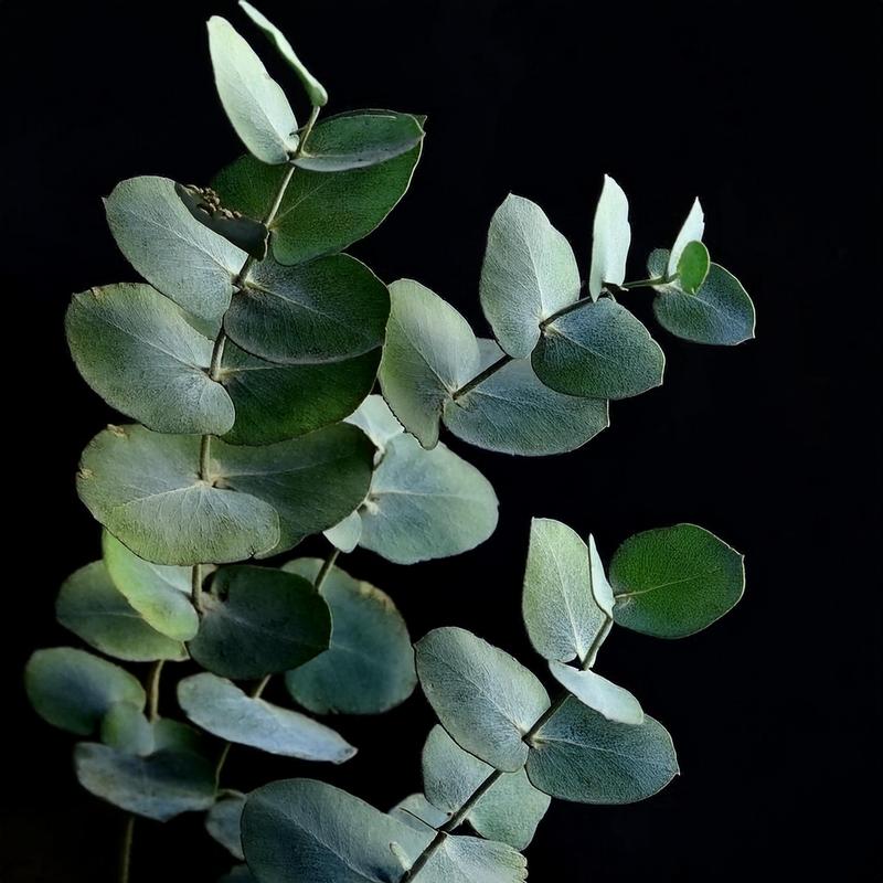 Napary i przepisy z eukaliptusem