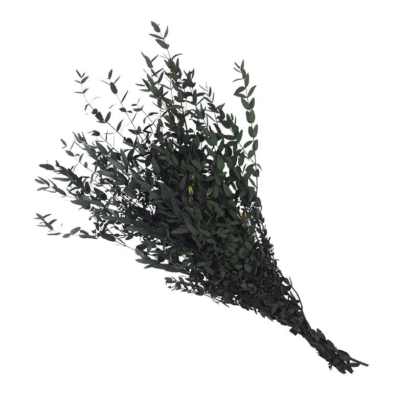 Pielęgnacja gałązek eukaliptusa