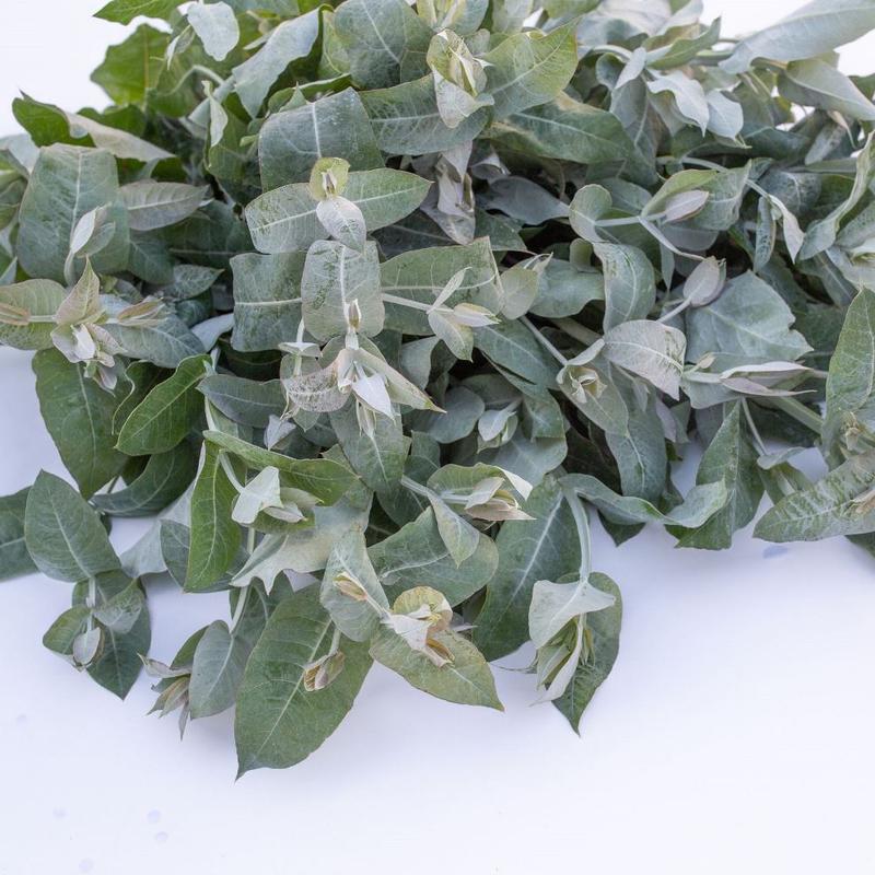 Gałązki eukaliptusa: Jak wykorzystać ich urok i dbać o nie w domowym zaciszu