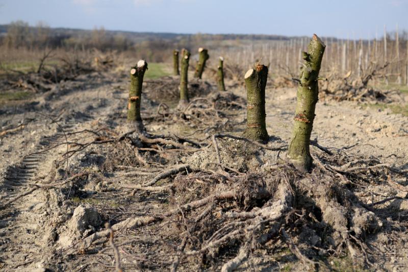 Koszt karczowania hektara – co warto wiedzieć przed podjęciem decyzji?