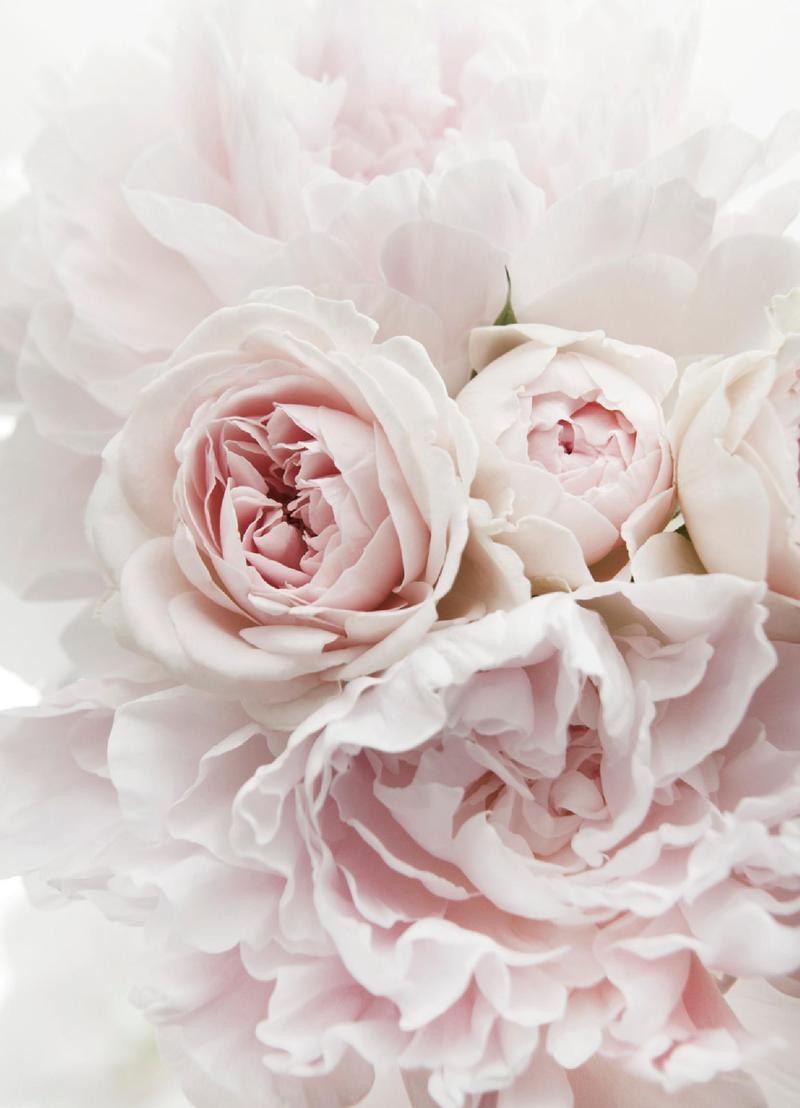 Różowe kwiaty doniczkowe